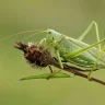 grasshopper