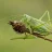 grasshopper